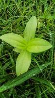 A plant surrounded by the grass that still wet from the rain photo