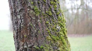 Moos Nahansicht auf ein Baum video