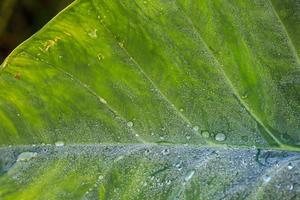 Close-up of morning dew water on a part of a plant leaf. photo