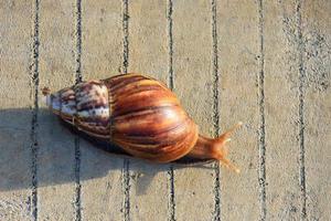 Wild Gastropod Mollusk in the Daylight. photo