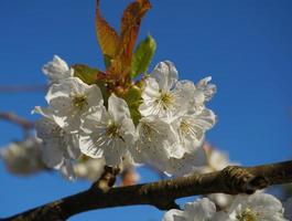 Beautiful and delicate cherry flowers in the morning sun on blue skype close up. Cherry blossom. photo