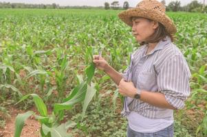 Female farmer working at corn farm,Collect data on the growth of corn plants photo