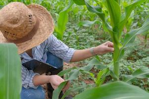 Female farmer working at corn farm,Collect data on the growth of corn plants photo