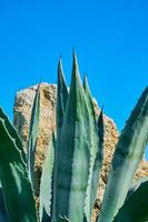 Agave against the backdrop of a bright blue sky and rocks, vertical frame idea of a spring background. photo