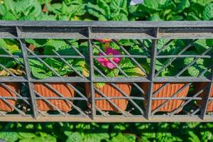 Preparing plants for planting, seedlings in square black boxes with cells, planting spring primrose flowers in the park. hello spring, gardening in spring photo