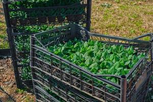 Flower sprouts before planting in the ground in pots and plastic boxes, selective focus on the leaves. hello spring, the beginning of seasonal spring work on earth photo