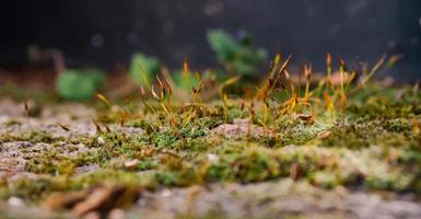 Moss sporangia on a stone pillar, close-up, selective focus on moss, care for ecology and the environment. photo