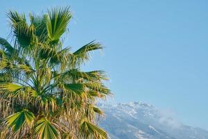 Noon, the sun illuminates the palm trees and snow-capped mountains in the Aegean region, the beginning of spring on the coast, the beginning of spring holidays, the idea for a background or postcard photo