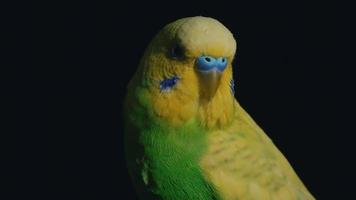 Beautiful Green Yellow Parrot Bird photo