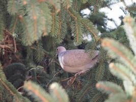 eurasian collared dove bird animal photo