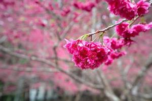 Beautiful Yae Sakura Cherry Blossom blooming in Taiwan. photo