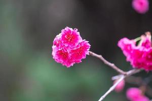 Beautiful Yae Sakura Cherry Blossom blooming in Taiwan. photo