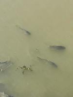 Fish swim in the water photo