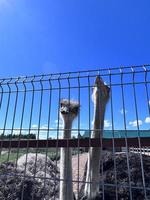 A large ostrich bird in a cage photo