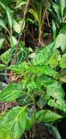 chilli Plant growth on the soil photo