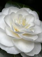 Blossom of white camellia, Japanese Camellia, Camelia japonica, side view, closeup, Macro. photo