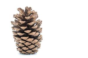 Cedar pine cone isolated on white background. photo