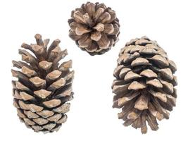 Set of pine cones isolated on white background. Pine cones are a symbol of autumn. photo