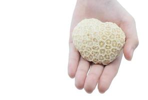 Dead coral shape like heart on someone hand. Corals are marine invertebrates within the class Anthozoa of the phylum Cnidaria. photo