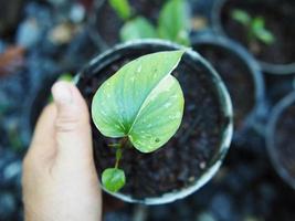 vareigated plant and homalomena vareigated white and green leafe photo