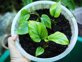 vareigated plant and homalomena vareigated white and green leafe photo