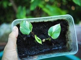 vareigated plant and homalomena vareigated white and green leafe photo