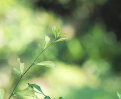 vareigated plant and homalomena vareigated white and green leafe photo