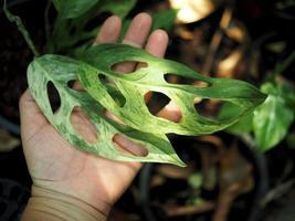 vareigated plant and homalomena vareigated white and green leafe photo