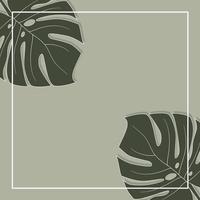 Green monstera leaf background or template vector