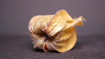 Physalis close-up on a black background rotates video