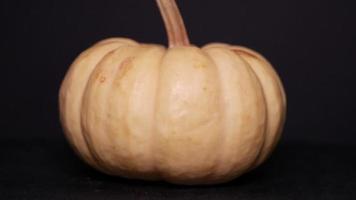 pequeño calabaza de cerca en un negro antecedentes video