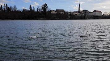 twee zwanen, rivier, blauw lucht video