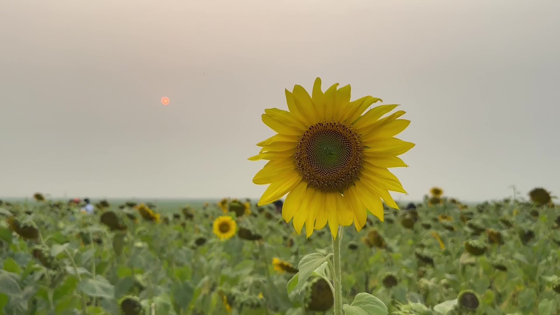 Beautiful sunflower blooming in a garden video with sunset view. Yellow sunflower moving with