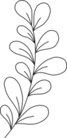 Hand Drawn Botanical Floral Line Art Illustration png