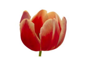 Tulips on a transparent background png