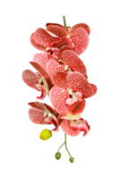 orquídea en transparente antecedentes png