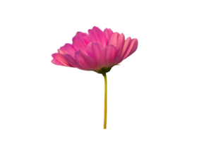 Cosmos flower on transparent background png