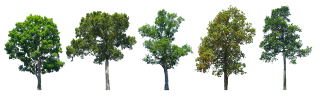tree on transparent background png
