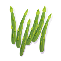 Frais vert asperges isolé illustration png