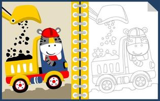 Vector cartoon of cute zebra on dump truck with backhoe loader, coloring book or page