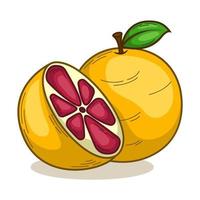 Hand Drawn Tropical Citrus Fruit vector