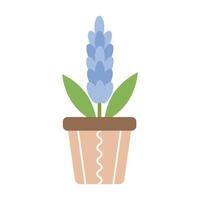 Spring flower Hyacinth. Delicate blue flower in flower pot. Botanical design element for fabrics, textiles, postcards, patterns, paper. Spring vector illustration on white background