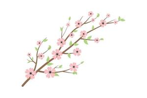 Blooming branch of sakura, cherry or apple tree on white background. Botanical element. Spring buds, blossom and flowers. Design element for greeting cards, textiles. Spring vector illustration