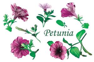 Set of petunia flowers on a white background. Pink and purple Petunia flowers vector illustration. Isolated image