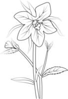 Illustration bellflower drawing, vector sketch hand drew illustration artistic, simplicity, font view ballon floer coloring page isolated on white background..