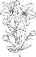 Flowers coloring pages, and book,Vector sketch of carnation flowers, Hand drawn Illustration bellflower drawing,, collection of botanical leaf bud illustration engraved ink art style. vector