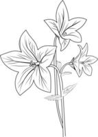 Isolated flower hand drawn vector sketch illustration, botanic collection branch of leaf buds natural collection coloring page floral bouquets engraved ink art.