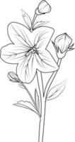 Sketch of bellflower illustration hand-drawn botanical leaf buds isolated on white, spring flower and ink art style, botanical garden element. vector