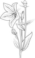 Easy flower coloring pages, Sketch of bellflower illustration hand-drawn botanical leaf buds isolated on white, spring flower and ink art style, botanical garden element. vector