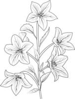 Hand-drawn  bellflower, Campanula Bellflower flower bouquet, vector sketch illustration engraved ink art botanical leaf branch collection isolated on white background coloring page and books.